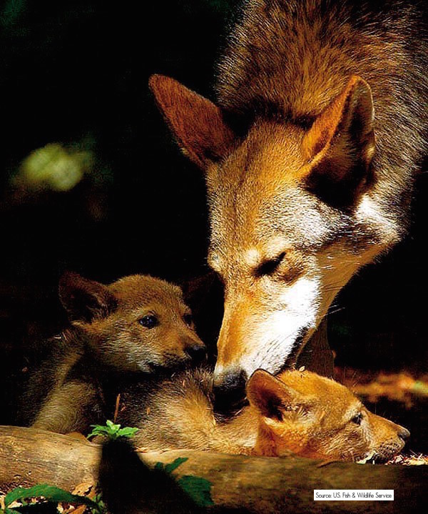 Red Wolf and her pups